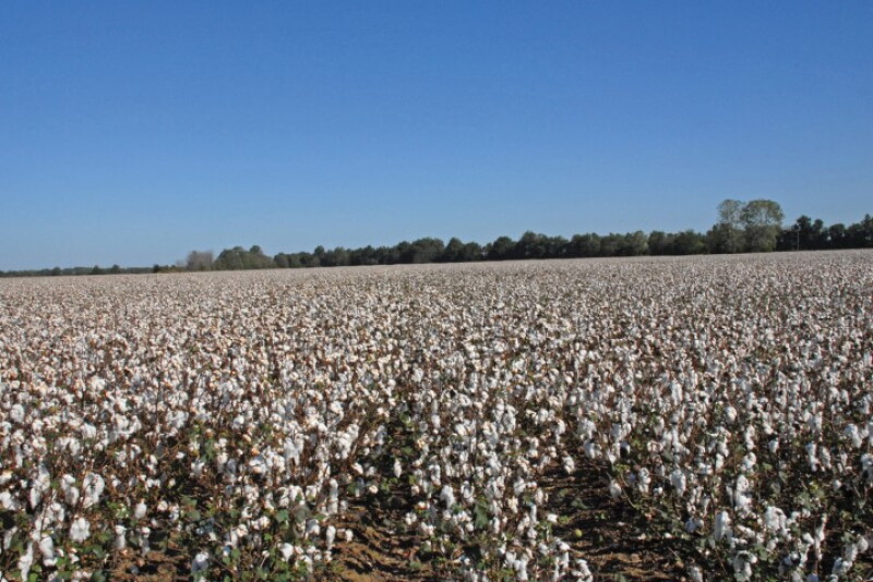 A cotton field on Red land Cotton Farm.