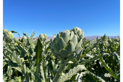 Ocean Mist artichokes