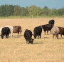Grazing cows
