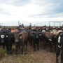 Get a behind the scenes view of shipping cattle from the Youngmeyer pens in the southern Flint Hills of Kansas (Note: scroll down below for video).