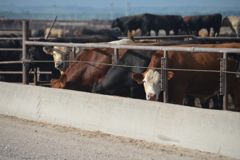 Cattle feeding margins have eroded to near breakeven levels.