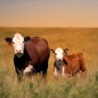 cow calf pair.jpg