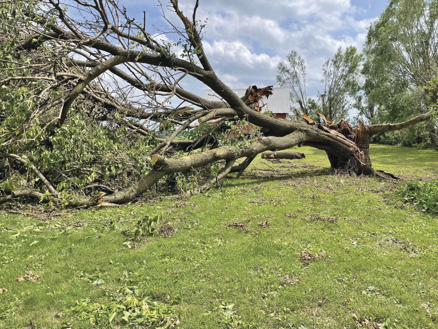 Picture1%20Tree.jpg