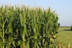 corn at corn college