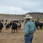 Oregon_Cattleman_Cow_Calf