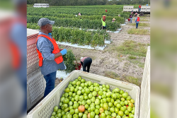 Workers harvest tomatoes for West Coast Tomatoes, Palmetto, Fla.
