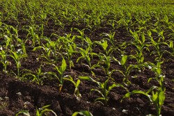 Corn plants