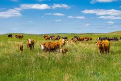 Duck Bar Ranch