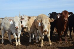 BT_Feedlot_Cattle
