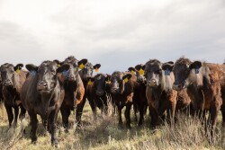 Angus cows