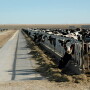 Dairy