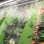 misting1.jpg