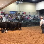 NCBA_Cattle_Dog_Demo
