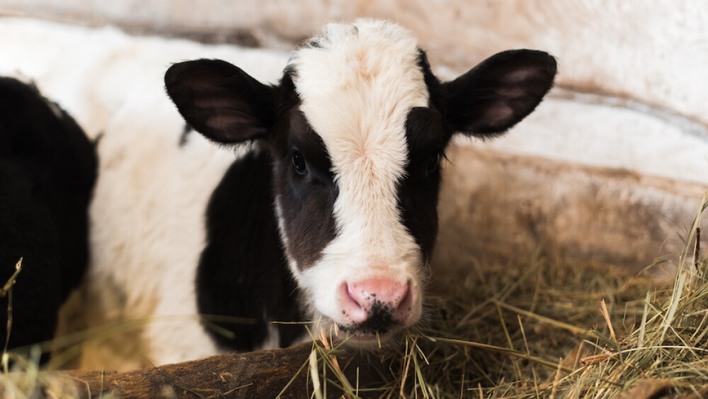 Whether or not to feed hay to preweaned dairy calves is a longstanding debate, without an absolute answer. 