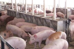 How will potentially higher corn prices impact feed cost indices for a swine finishing enterprises?
