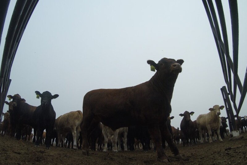BT_GoPro_Feedlot_Cattle_Wide_Angle