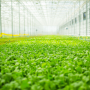 The hydroponic grower is building four high-tech farms in locations throughout the country to expand its reach and ramp up revenue by 2025. 