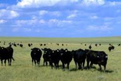 Range cows