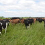 DT_Grazing_Heifers
