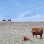 BT_South_Dakota_Cows