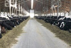 Blanchard Family Dairy milk 1,300 cows three times a day in Charlotte, Iowa..