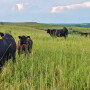 Hamilton Ranch