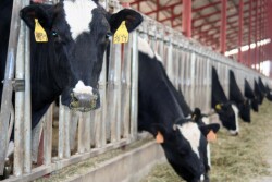 Airosa_Dairy_11-07_032_-_Copy