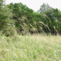 Old_World_Bluestem