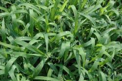 crabgrass.jpg