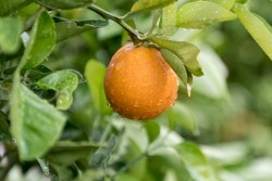 Citrus tree