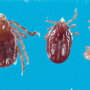 The Longhorn Tick is an aggressive biter and frequently builds intense infestations on domestic hosts causing great stress, reduced growth and production. 