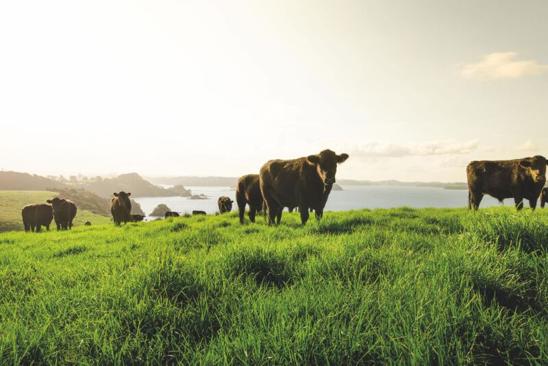 Silver Fern Farms