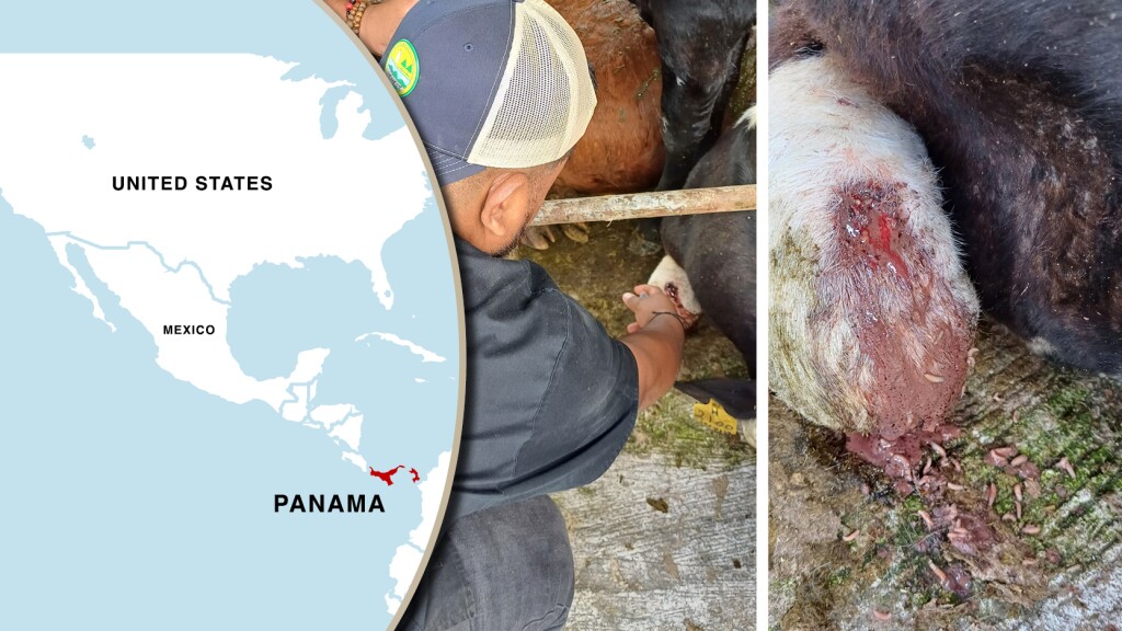 The Smell You'll Never Forget: A Calf Infested with New World Screwworm ...