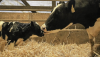 dairy cow and calf