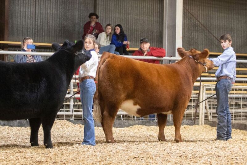 Young exhibitors at a livestock show