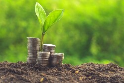 Coins stacked next to a seedling plant