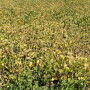 Drought-stress