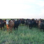 BT_Stocker_Cattle