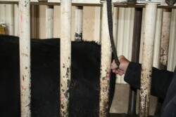 Rectal temperature can quickly indicate clinical signs of disease, but does not predict disease risk in cattle that appear healthy.