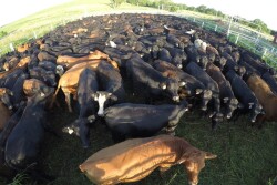 BT_GoPro_Cattle