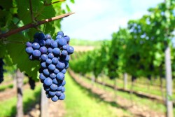 wine grapes