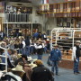 BT_Bull_Sale