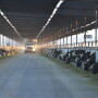Correct feeding practices is critical to cow performance.
