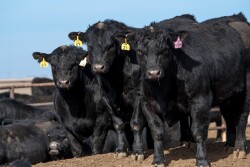 GAR bulls