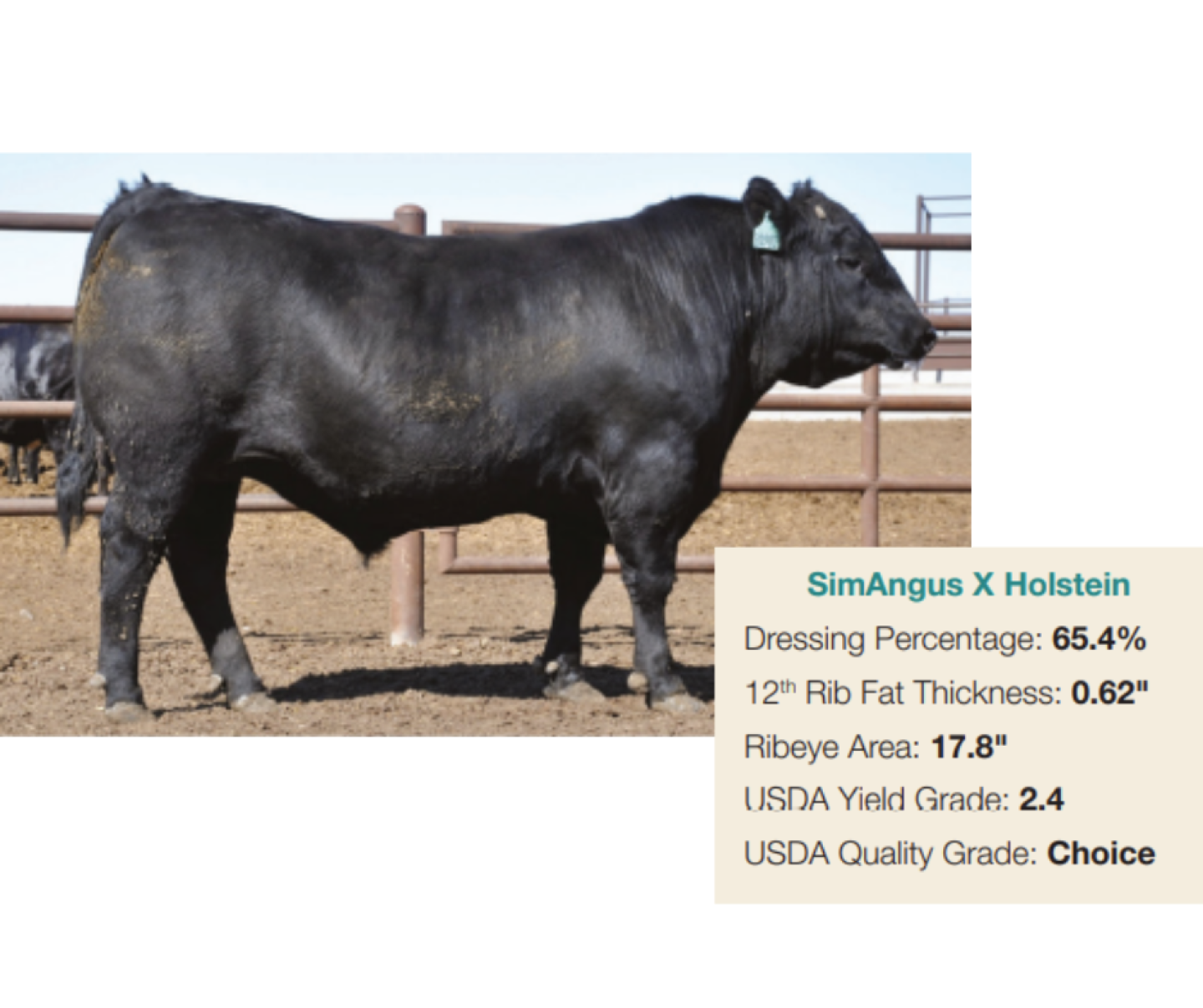 SimAngus%20X%20Holstein.png