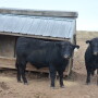 BT_Bulls_Feeder