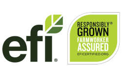 EFI