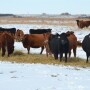 Feed costs are the majority of ranch variable costs.
