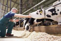 dairy cow