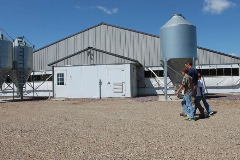 Pig Farmers walking by barn